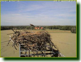 Webcambild der Heinz Sielmann-Stiftung bei Storkow am 24.06.2005